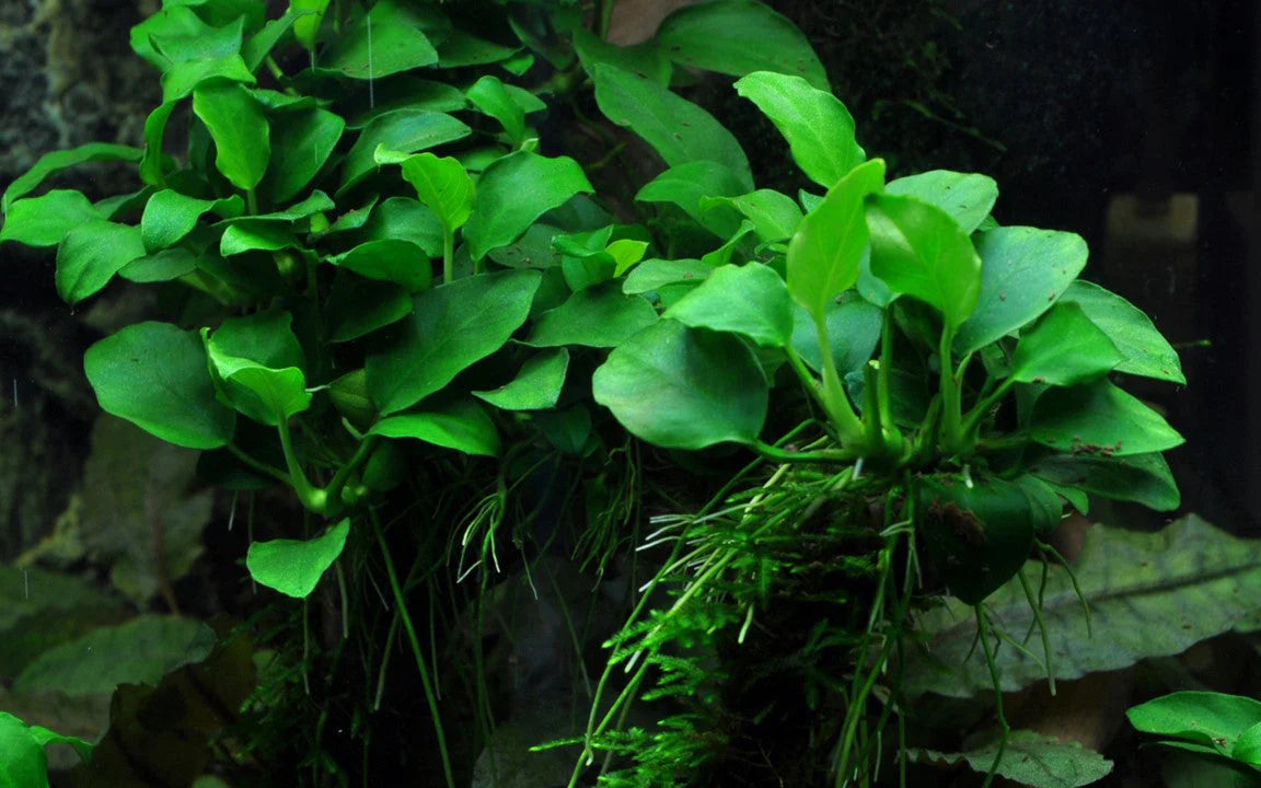 AQUATIC PLANTS - ANUBIAS PETITE
