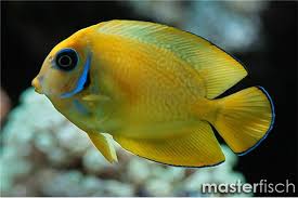 MARINE FISHES - CHOCOLATE SURGEON FISH
