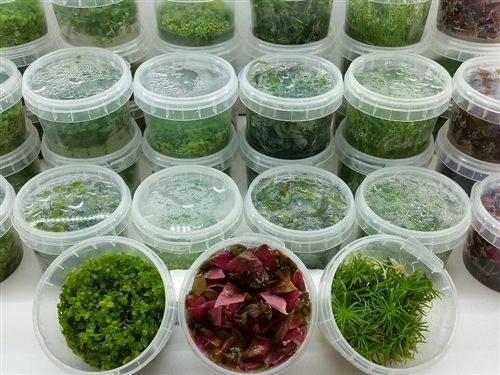 AQUATIC PLANTS - TC CUPS - ALL PLANTS (Copy)