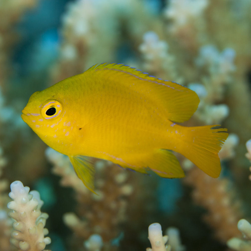 MARINE FISHES - LEMOMYELLOW DAMSEL