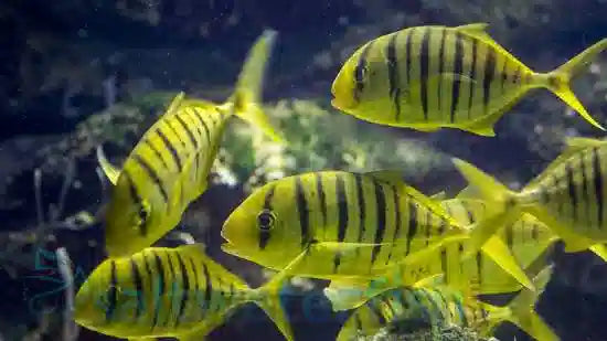 MARINE FISHES - GOLDEN JACK(TREVALLY)