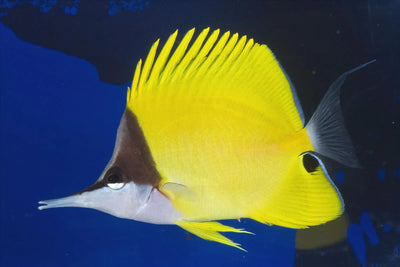 MARINE FISHES - YELLOW LONG NOSE