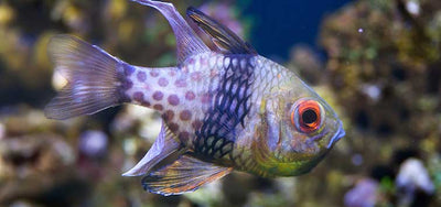 MARINE FISHES - PAJAMA CARDINAL