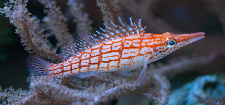 MARINE FISHES - LONGNOSE HAWKFISH