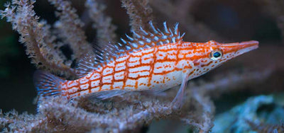 MARINE FISHES - LONGNOSE HAWKFISH