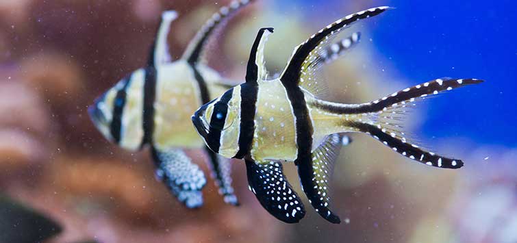 MARINE FISHES - BANGGAI CARDINAL