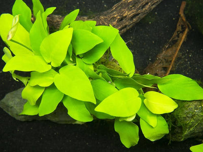AQUATIC PLANTS - ANUBIAS GOLD