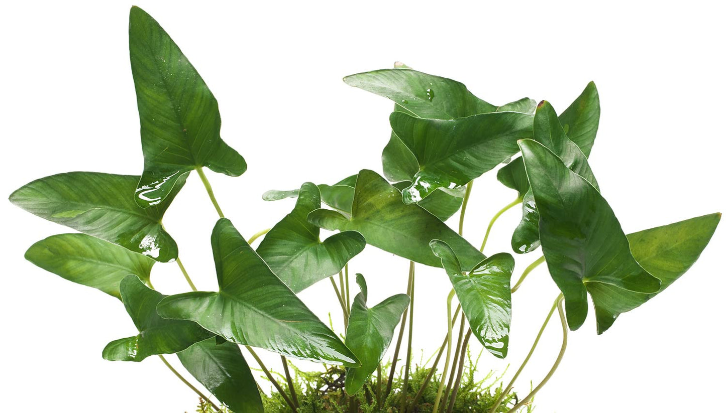 AQUATIC PLANTS - ANUBIAS GRACILIS