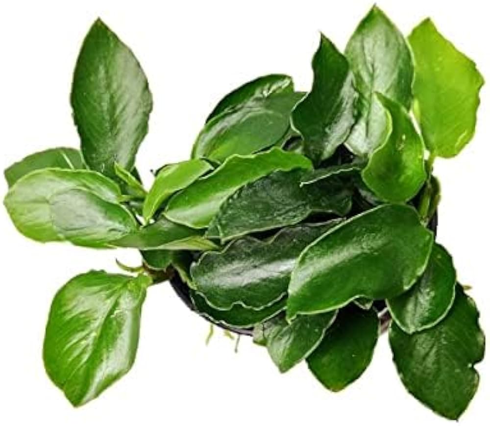 AQUATIC PLANTS - ANUBIAS LONG WAVY