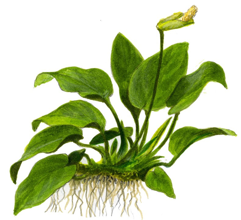 AQUATIC PLANTS - ANUBIAS NANA