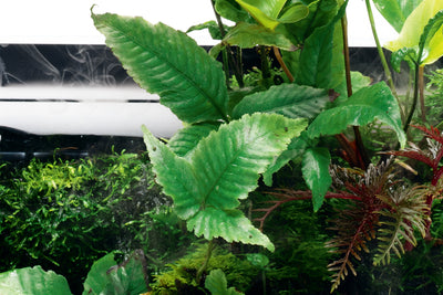 AQUATIC PLANTS -  ASIAN BOLBITIS