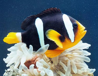 MARINE FISHES -CLARK'S ANEMONEFISH