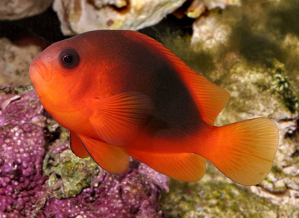 MARINE FISHES - RED SADDLEBACK ANEMONEFISH