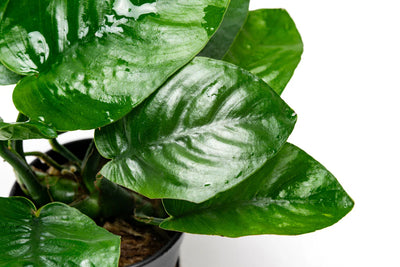 AQUATIC PLANTS - ANUBIAS BUTERFLY