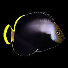 MARINE FISHES - BLACK VELVET ANGELFISH