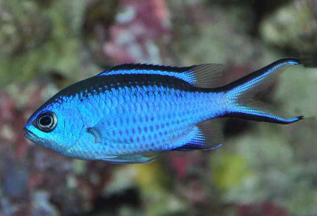 MARINE FISHES - BLUE CHROMIS - CHROMIS CYANEA
