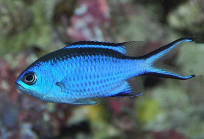 MARINE FISHES - BLUE CHROMIS - CHROMIS CYANEA
