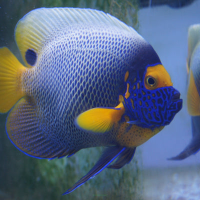 MARINE FISHES -BLUEFACE ANGELFISH