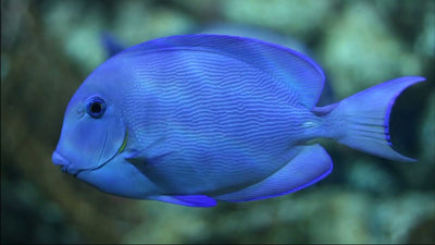 MARINE FISHES - ATLANTIC BLUE TANG