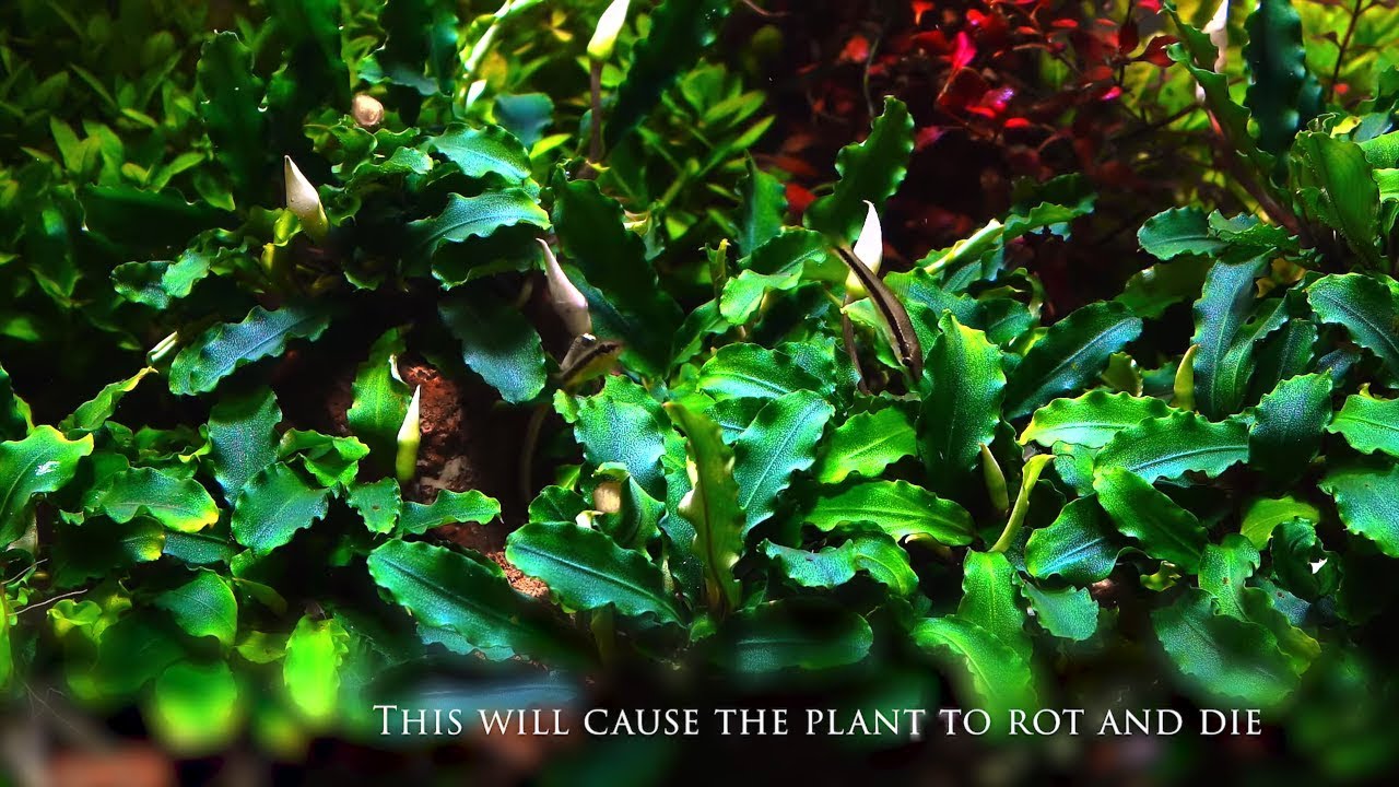AQUATIC PLANTS - BUCEPHALANDRA