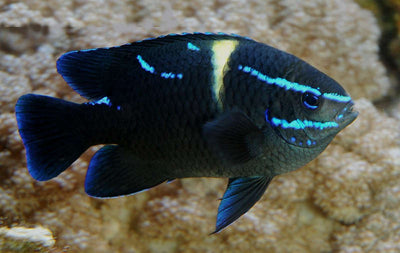 MARINE FISHES - VELVET BLUE DAMSEL
