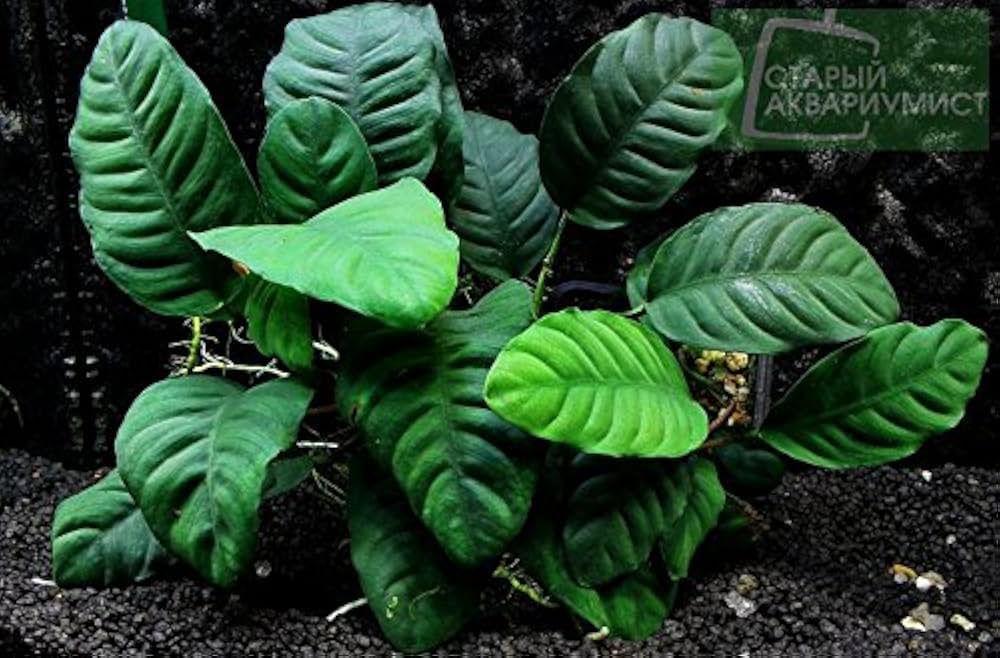 AQUATIC PLANTS - COFFEE FOLIA