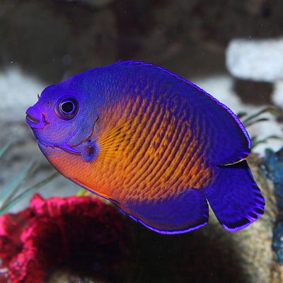 MARINE FISHES - CORAL BEAUTY