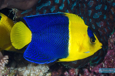MARINE FISHES - BICOLOUR ANGELFISH