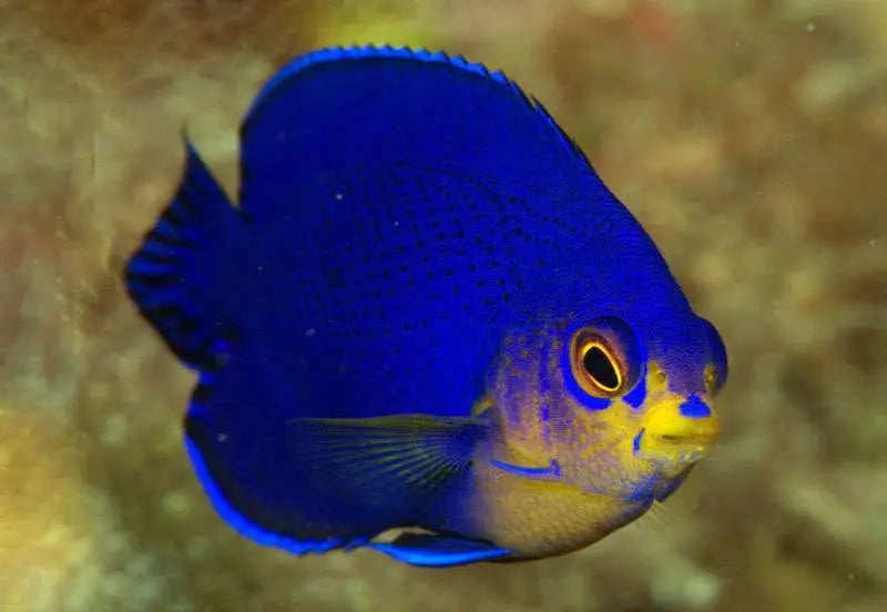 MARINE FISHES - CHERUB ANGEL FISH