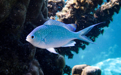 MARINE FISHES - GREEN CHROMIS