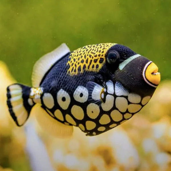 MARINE FISHES - CLOWN TRIGGER