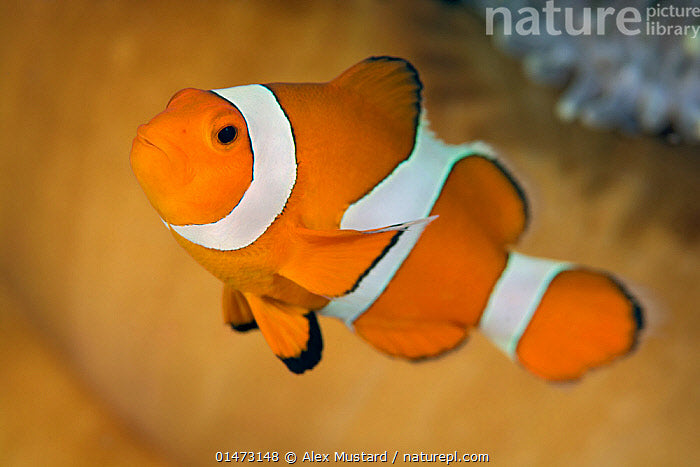 MARINE FISHES - FALSECLOWN ANEMONEFISH -  AMPHIPRION OCELLARIS