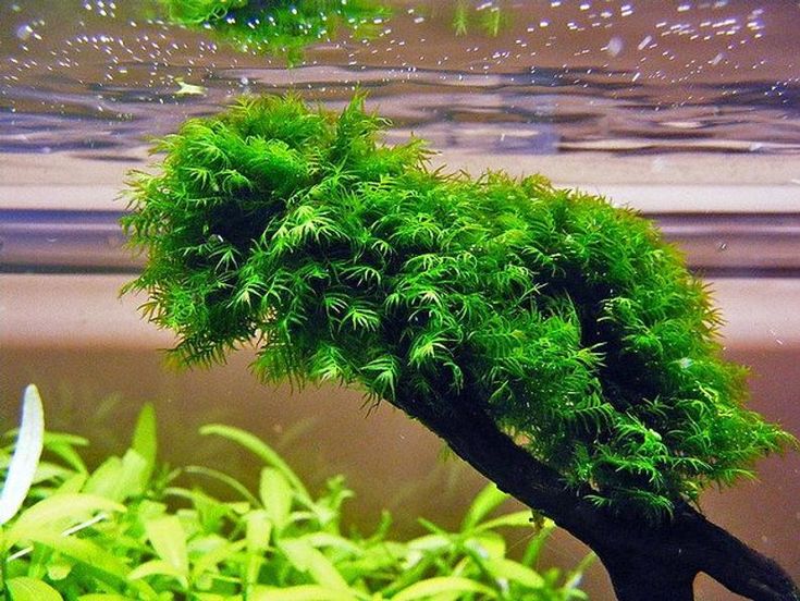 AQUATIC PLANTS -FISSIDENCE MOSS