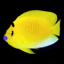 MARINE FISHES - FLAGFIN ANGELFISH