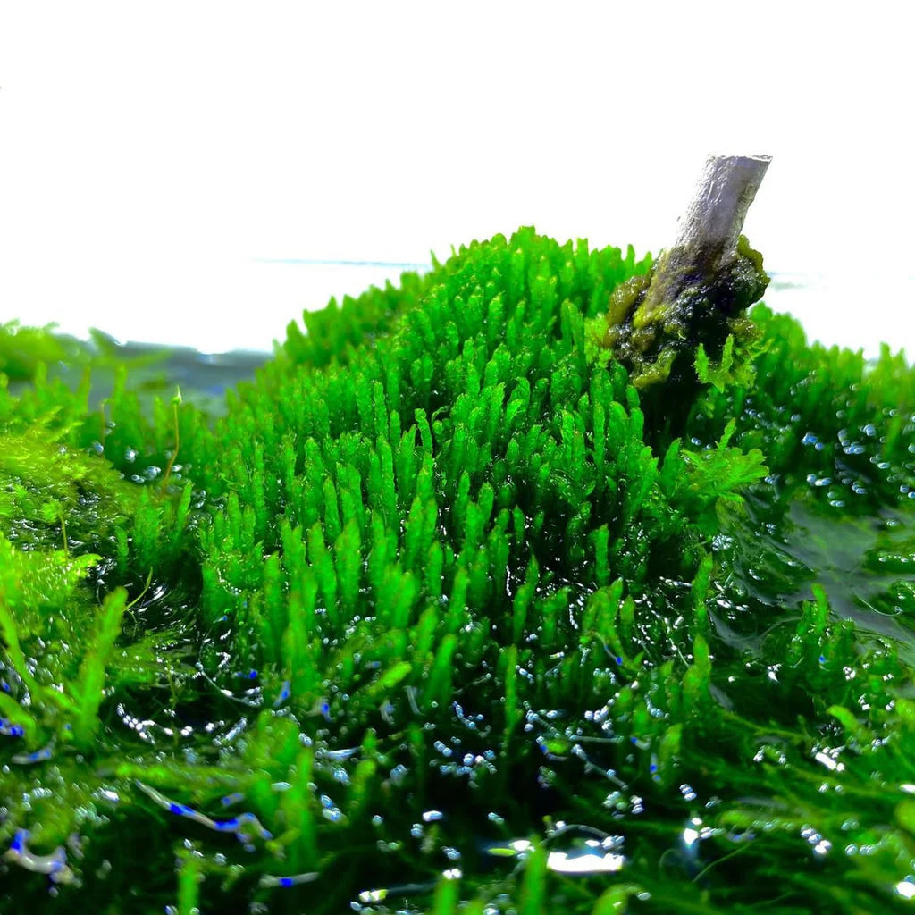 AQUATIC PLANTS - FLAME MOSS