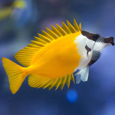 MARINE FISHES - FOXFACE RABBITFISH