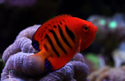 MARINE FISHES - FLAME ANGEL