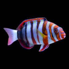 MARINE FISHES - HARLEQUIN TUSKFISH