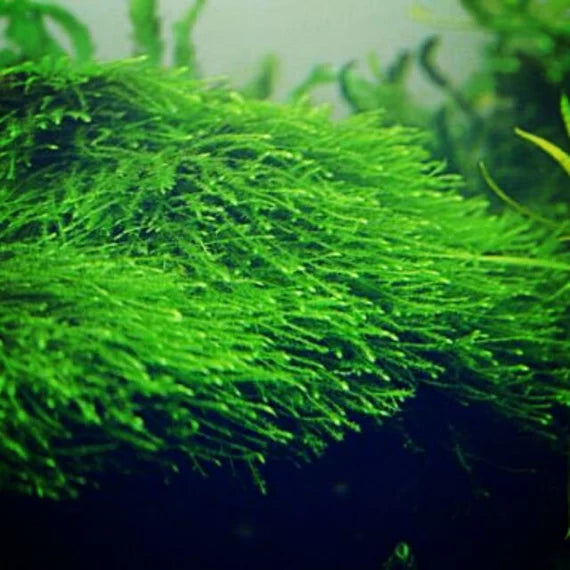 AQUATIC PLANTS - JAVA MOSS