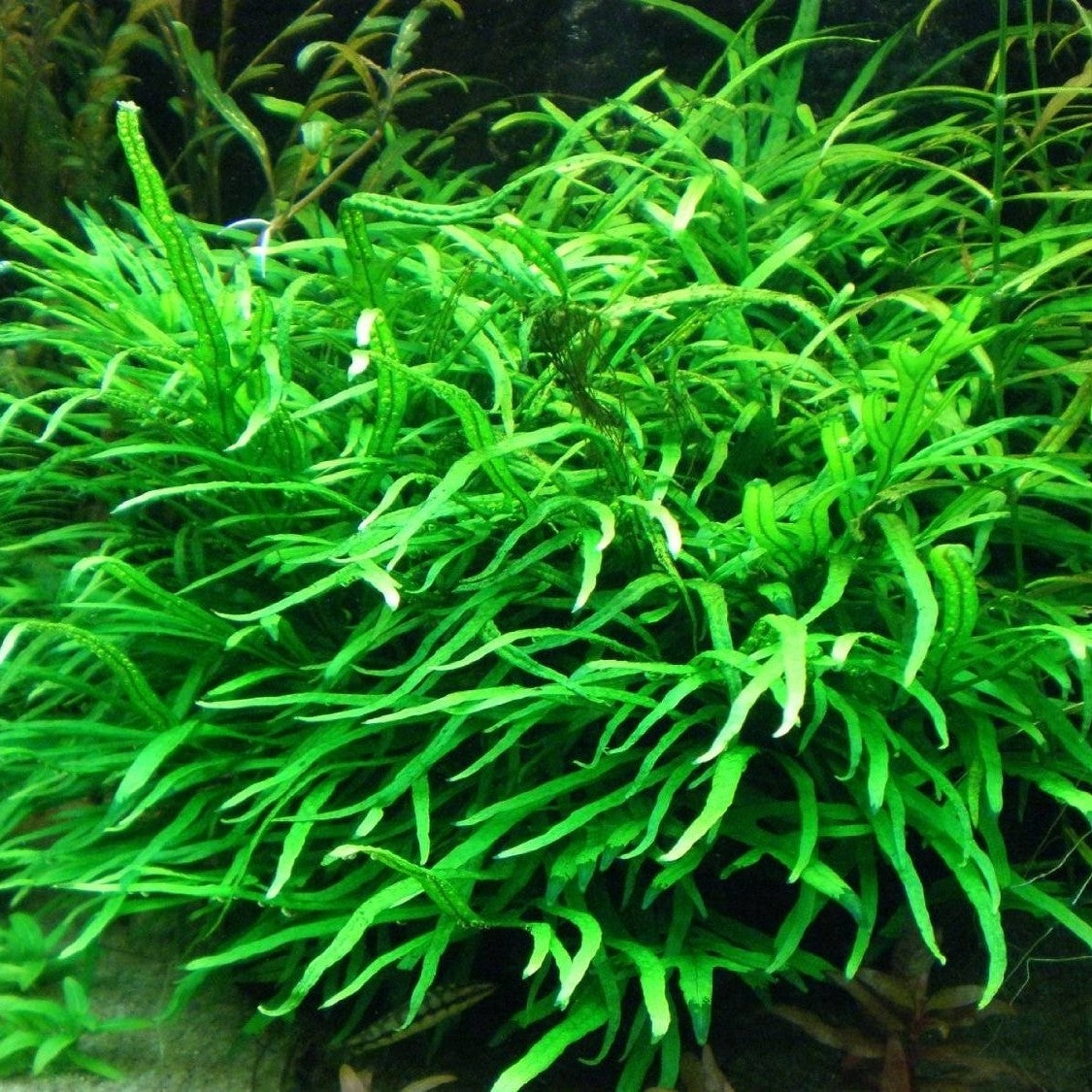AQUATIC PLANTS - JAVAFERN TRIDENT