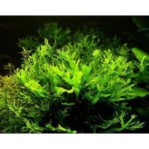 AQUATIC PLANTS - WINDELOW FERN