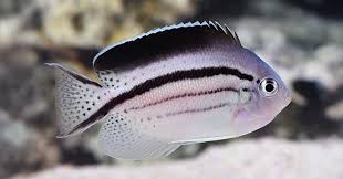 MARINE FISHES - LAMARK's ANGELFISH