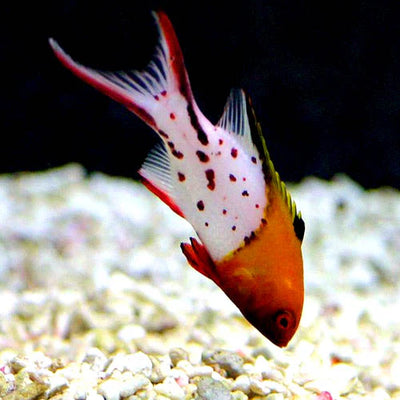 MARINE FISHES -LYRETAIL HOGFISH
