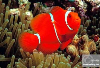MARINE FISHES -MAROON CLOWN