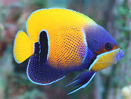 MARINE FISHES - MEJASTIC ANGELFISH
