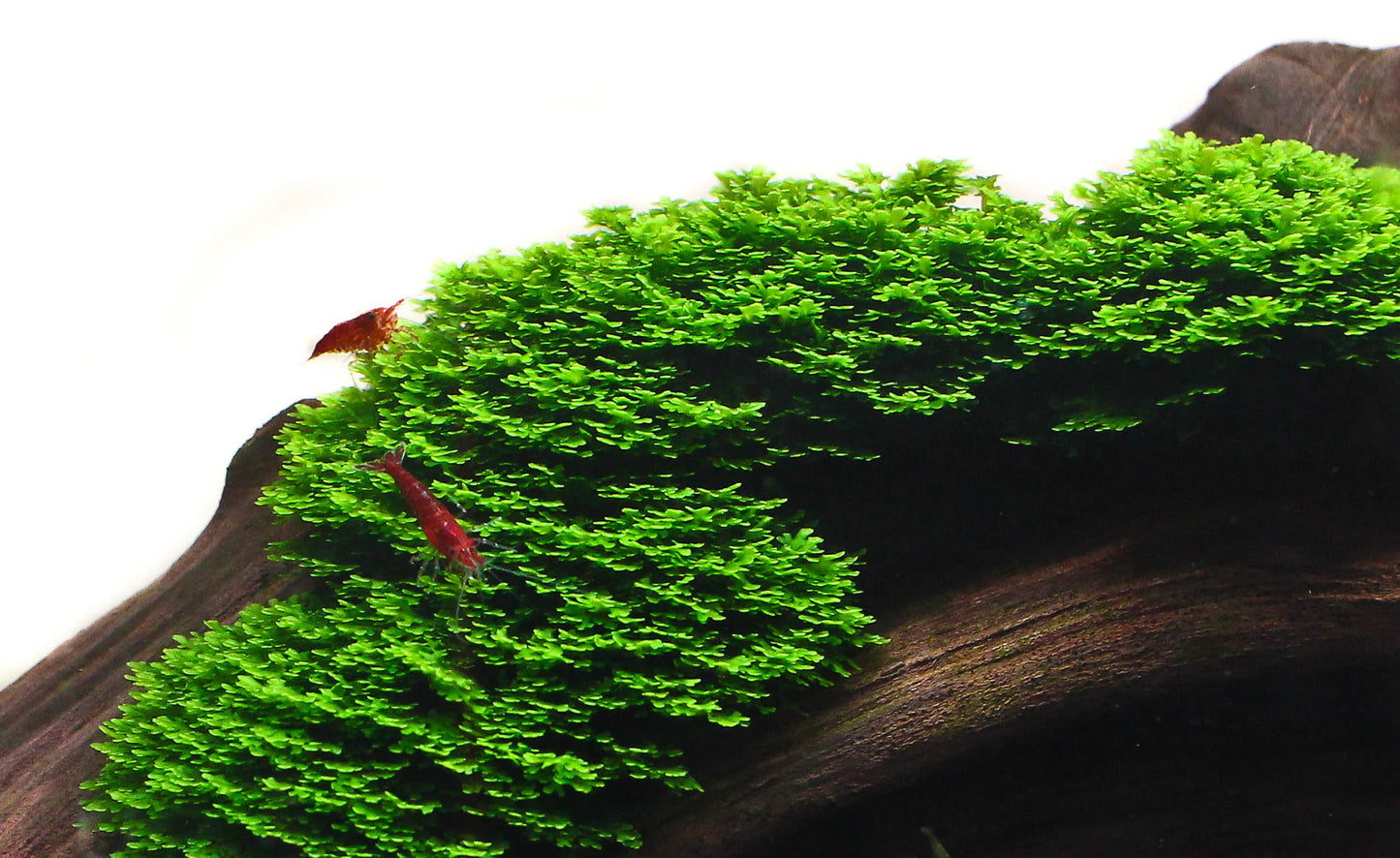 AQUATIC PLANTS - MINI PELLIA