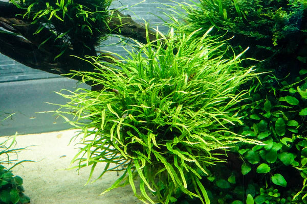 AQUATIC PLANTS - JAVAFERN NARROW LEAF