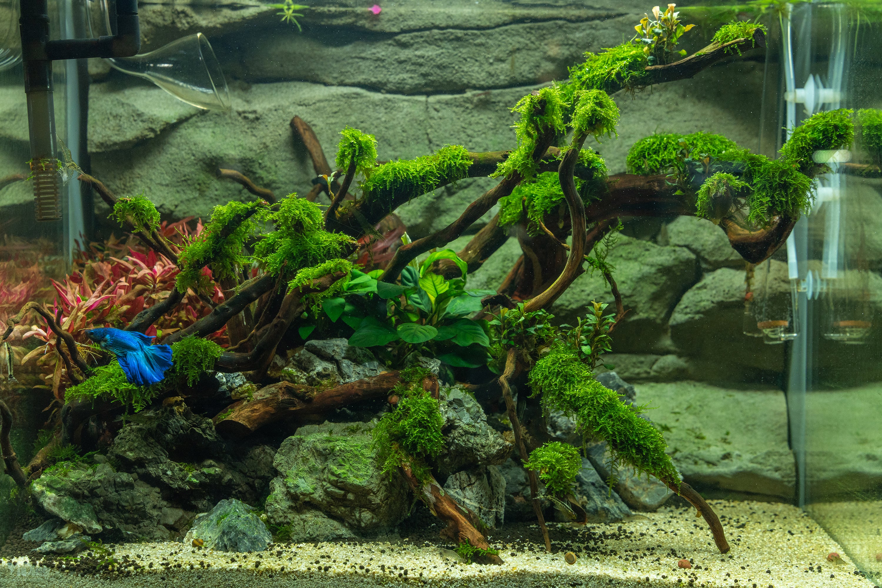 fish aquarium accessories in chennai VAYINATO 5 Hole Tank Water Plant and Indoor Money Plast PetzLifeWorld Medium Sized Aquarium at Best