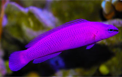 MARINE FISHES - MAGENTA DOTTYBACK