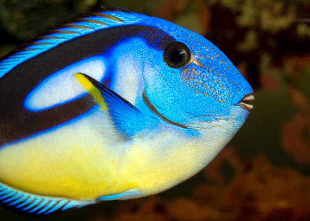 MARINE FISHES - PACIFIC BLUE TANG